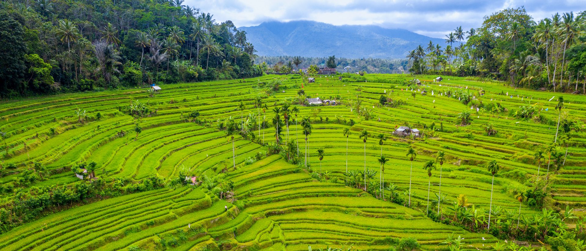 Green rice terraces and palm trees in Bali, with mountains behind